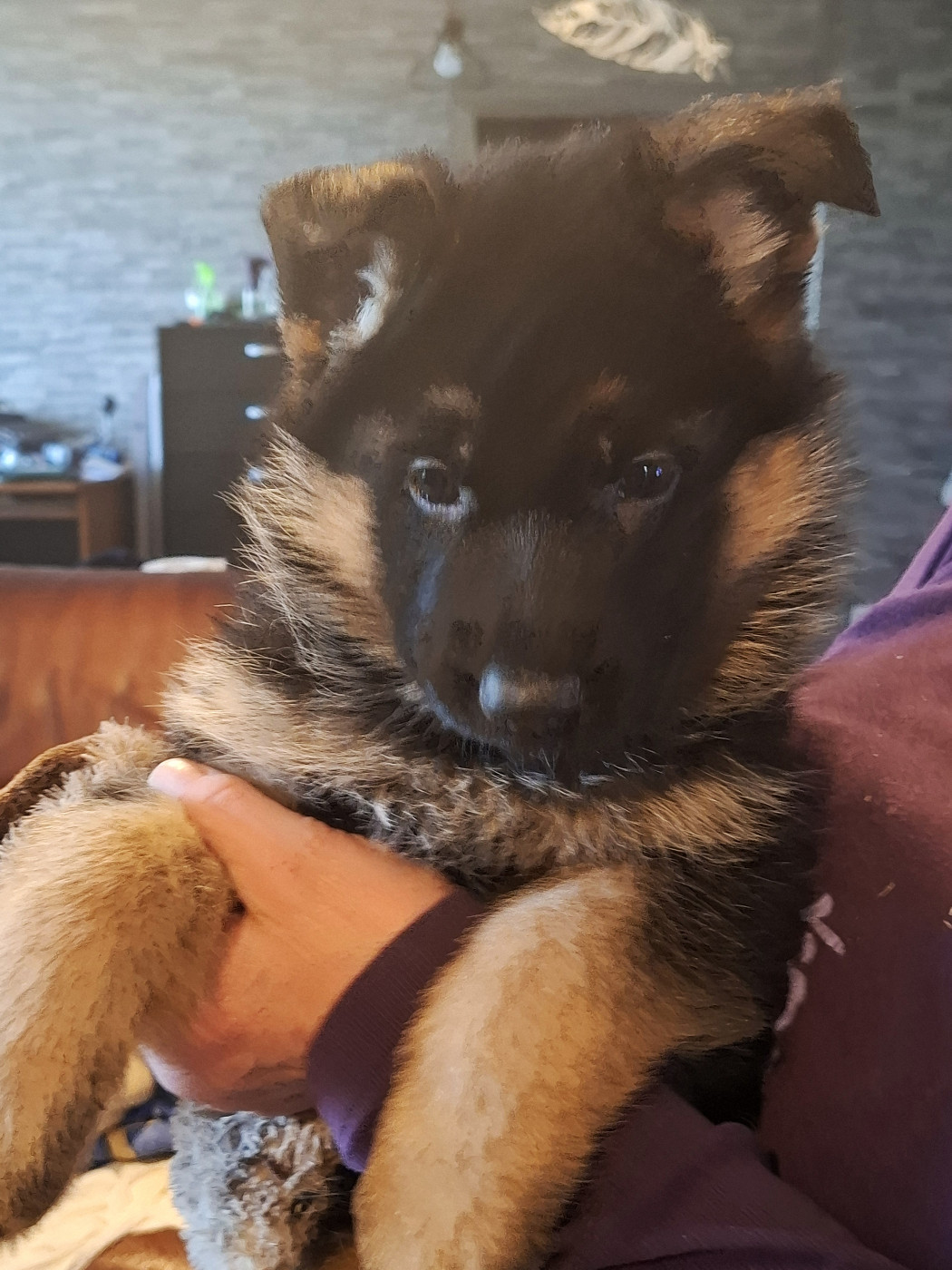 du domaine de la brie - Chiots disponibles - Berger Allemand