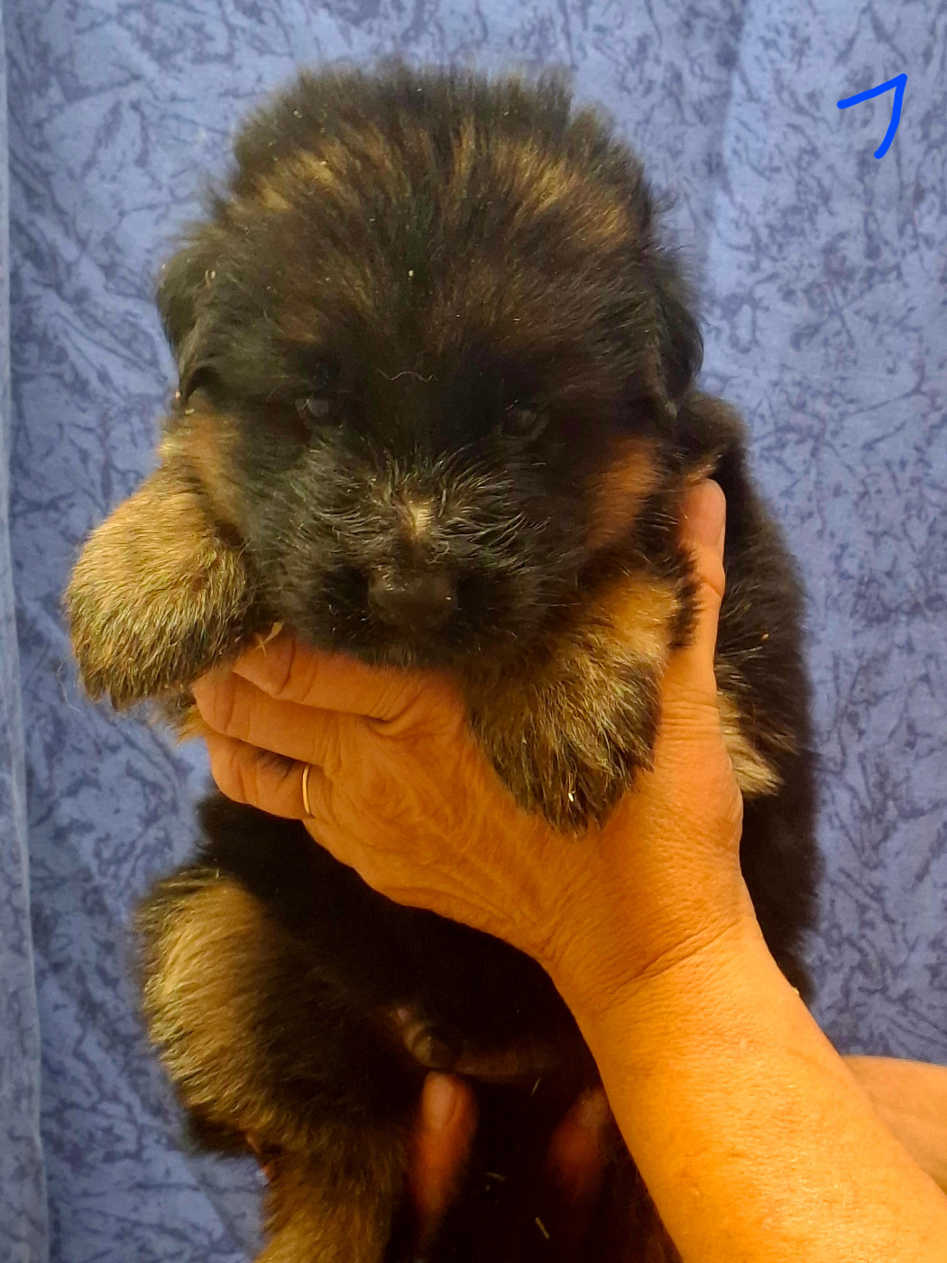 du domaine de la brie - Chiots disponibles - Berger Allemand