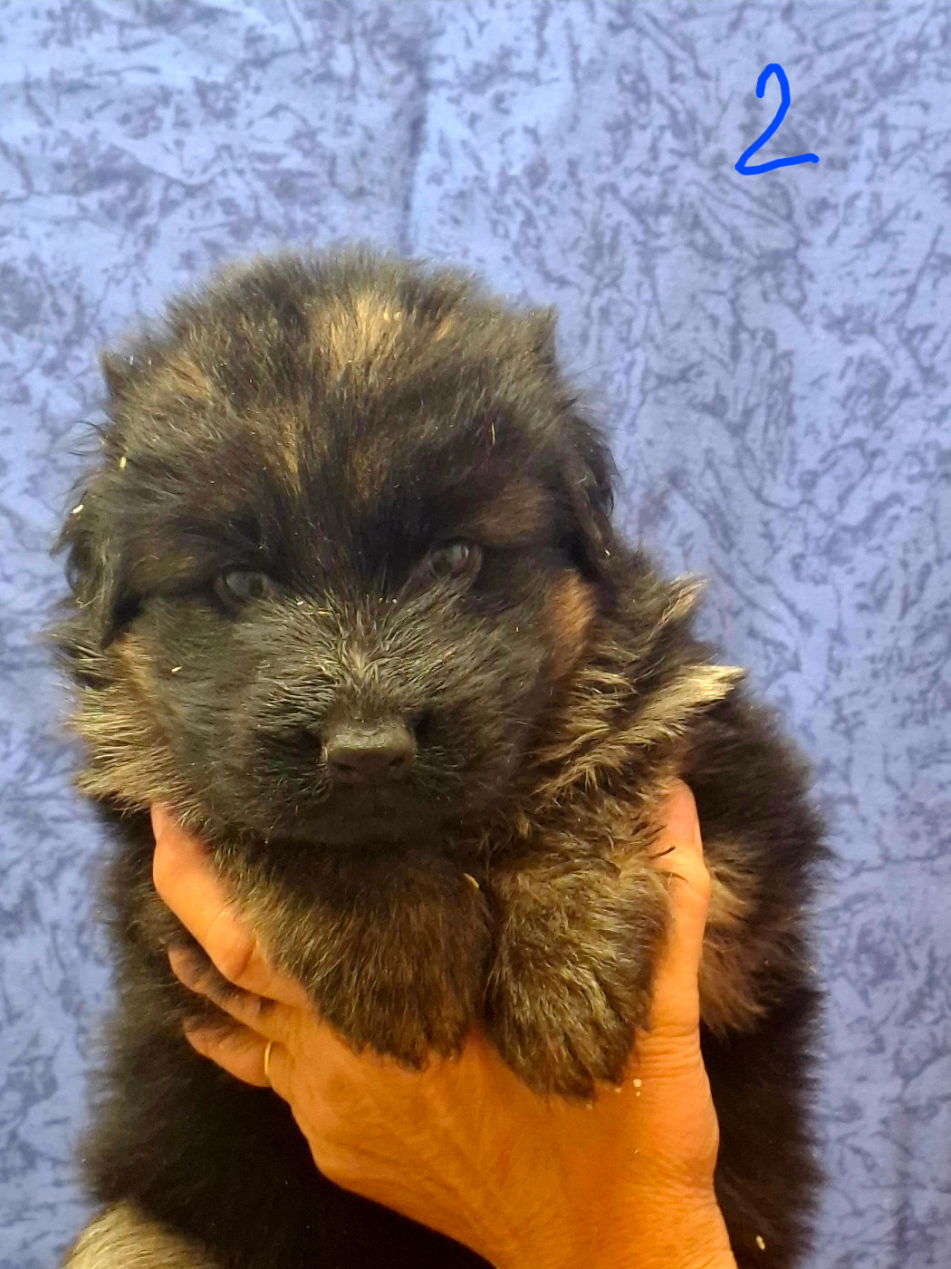du domaine de la brie - Chiots disponibles - Berger Allemand