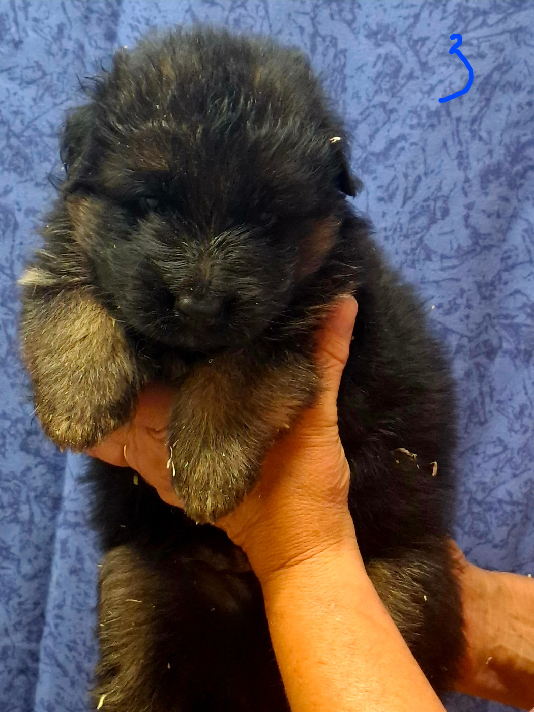 du domaine de la brie - Chiots disponibles - Berger Allemand