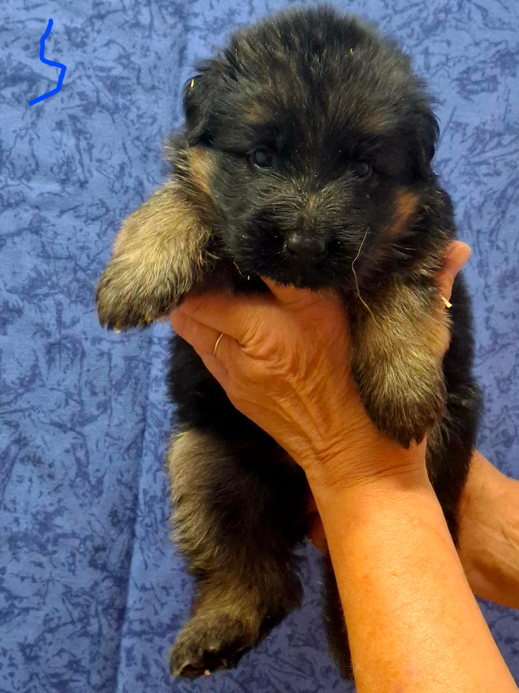 du domaine de la brie - Chiots disponibles - Berger Allemand
