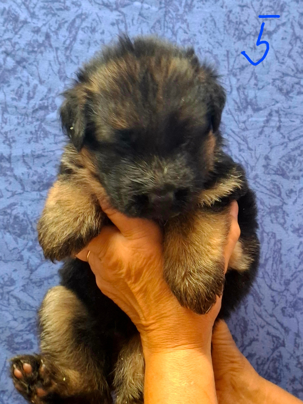 du domaine de la brie - Chiots disponibles - Berger Allemand