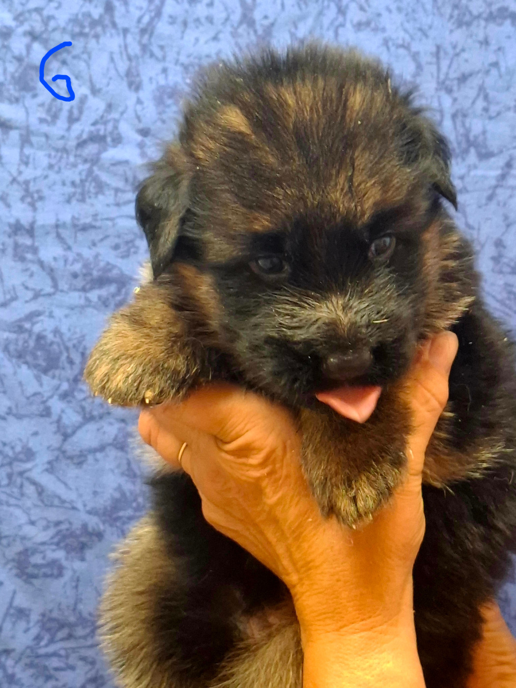 du domaine de la brie - Chiots disponibles - Berger Allemand