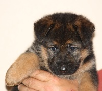 CHIOT